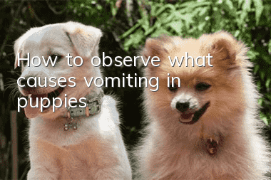 How to observe what causes vomiting in puppies?