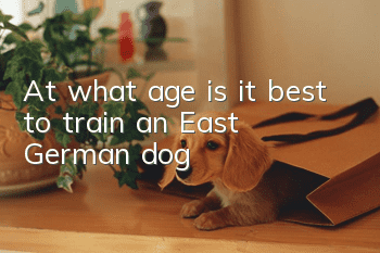 At what age is it best to train an East German dog?