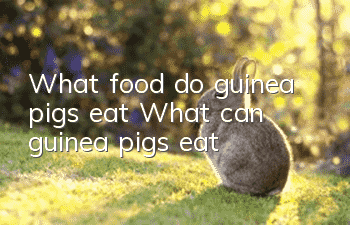 What food do guinea pigs eat? What can guinea pigs eat?