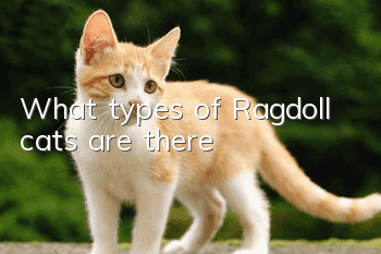 What types of Ragdoll cats are there?