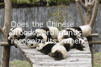 Does the Chinese broadsword mantis recognize its owner?