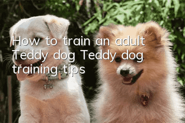 How to train an adult Teddy dog? Teddy dog training tips!