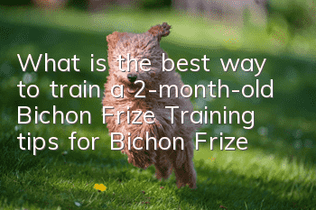 What is the best way to train a 2-month-old Bichon Frize? Training tips for Bichon Frize!