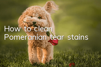 How to clean Pomeranian tear stains