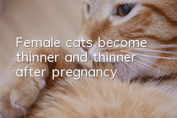 Female cats become thinner and thinner after pregnancy