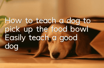 How to teach a dog to pick up the food bowl? Easily teach a good dog!