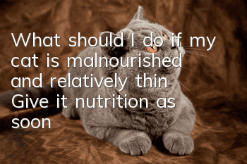 What should I do if my cat is malnourished and relatively thin? Give it nutrition as soon as possible!