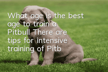 What age is the best age to train a Pitbull? There are tips for intensive training of Pitbulls!