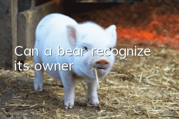 Can a bear recognize its owner?