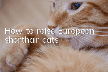 How to raise European shorthair cats?