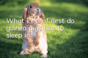 What kind of nest do guinea pigs like to sleep in?
