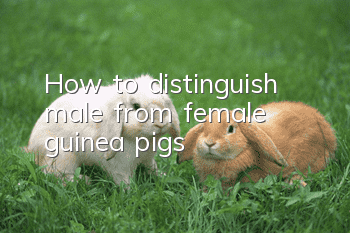 How to distinguish male from female guinea pigs