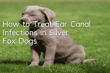 How to Treat Ear Canal Infections in Silver Fox Dogs