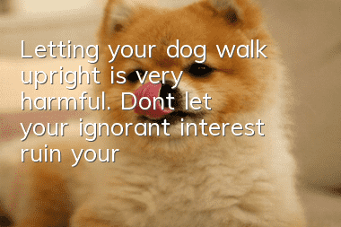 Letting your dog walk upright is very harmful. Don’t let your ignorant interest ruin your dog’s life!