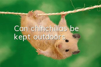 Can chinchillas be kept outdoors?