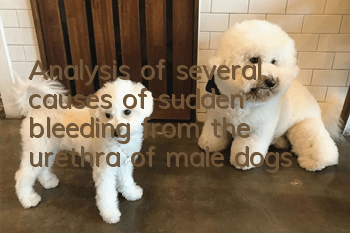 Analysis of several causes of sudden bleeding from the urethra of male dogs