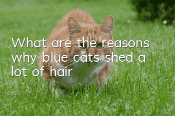 What are the reasons why blue cats shed a lot of hair?