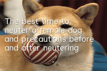 The best time to neuter a female dog and precautions before and after neutering