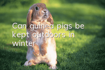Can guinea pigs be kept outdoors in winter?