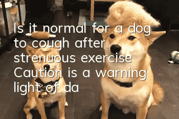 Is it normal for a dog to cough after strenuous exercise? Caution is a warning light of danger!
