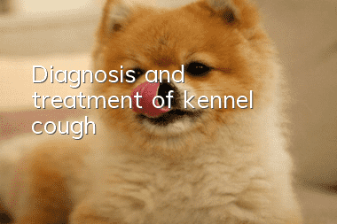 Diagnosis and treatment of kennel cough