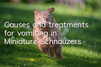 Causes and treatments for vomiting in Miniature Schnauzers