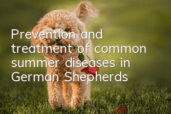 Prevention and treatment of common summer diseases in German Shepherds!