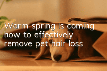 Warm spring is coming, how to effectively remove pet hair loss?