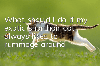 What should I do if my exotic shorthair cat always likes to rummage around?