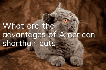 What are the advantages of American shorthair cats?