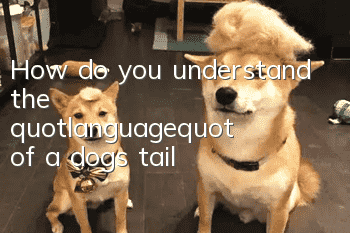 How do you understand the "language" of a dog's tail?