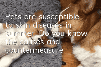 Pets are susceptible to skin diseases in summer. Do you know the causes and countermeasures?