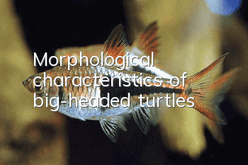 Morphological characteristics of big-headed turtles