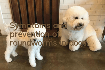 Symptoms and prevention of roundworms in dogs