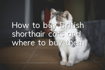 How to buy British shorthair cats and where to buy them?