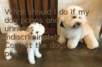 What should I do if my dog poops and urinates indiscriminately? Correct the dog’s pooping and urinating behavior!