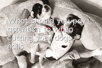 What should you pay attention to when cutting your dog’s nails?
