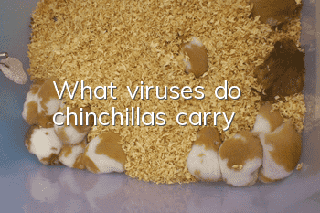 What viruses do chinchillas carry?