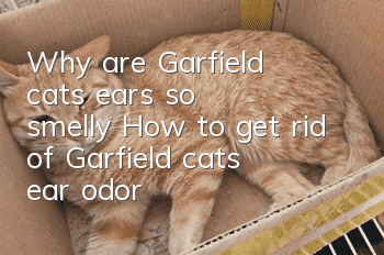 Why are Garfield cats’ ears so smelly? How to get rid of Garfield cat’s ear odor!