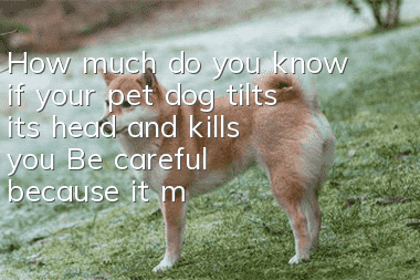 How much do you know if your pet dog tilts its head and kills you? Be careful because it may cause a brain disease!