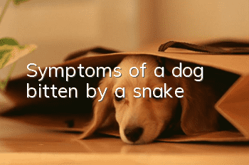 Symptoms of a dog bitten by a snake