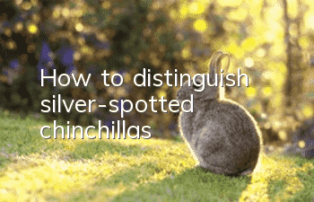 How to distinguish silver-spotted chinchillas