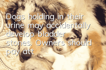 Dogs holding in their urine may accidentally develop bladder stones. Owners should pay attention!