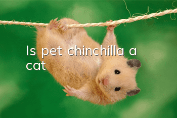 Is pet chinchilla a cat?