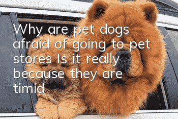 Why are pet dogs afraid of going to pet stores? Is it really because they are timid?