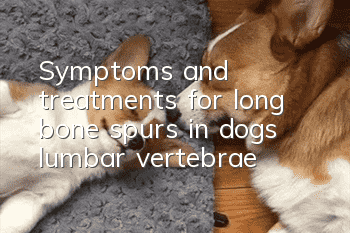 Symptoms and treatments for long bone spurs in dogs’ lumbar vertebrae