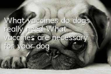 What vaccines do dogs really need? What vaccines are necessary for your dog?