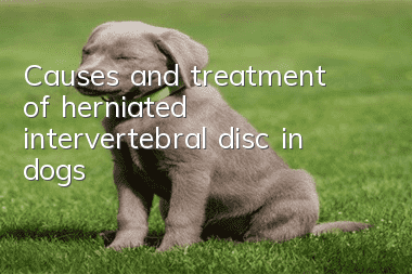 Causes and treatment of herniated intervertebral disc in dogs