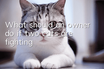 What should an owner do if two cats are fighting?