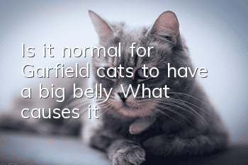 Is it normal for Garfield cats to have a big belly? What causes it?